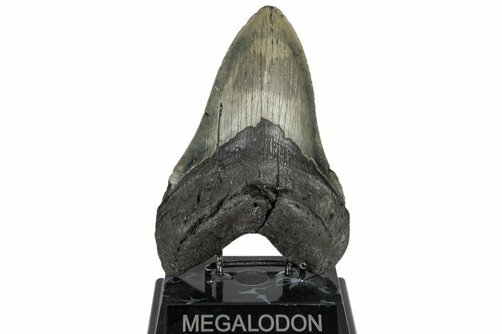 Massive, Fossil Megalodon Tooth - North Carolina #298783